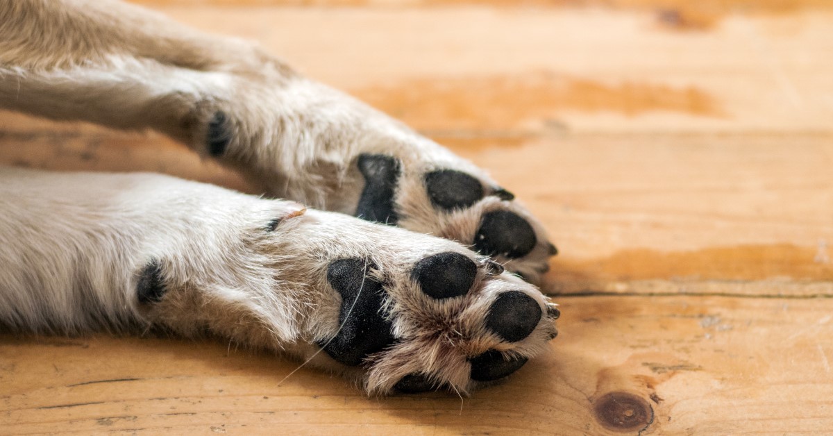 Do Your Dog’s Feet Smell Like Fritos? What Causes That Corn Chip Smell